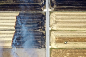 보리는 걷고, 짚은 태우고