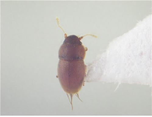 국내에서 발견된 딱정벌레 중 가장 작은 깃날개깨알벌레가 처음으로 확인됐다. 국립생물자원관 제공