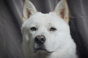 “입양 2시간도 안돼 진돗개 도살” 70대 사기죄 적용