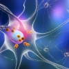 퇴행성뇌질환 일으키는 세포소기관 연결통로 단백질 발견