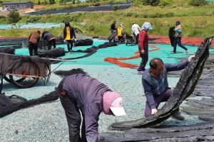 짜파구리 감칠맛 좋제,  다시마 키워 보람 크제