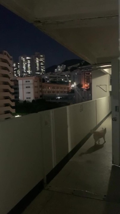 부산의 한 아파트에서 개 한 마리가 문이 열린 틈을 타 아파트 복도를 활보하고 있는 모습 제보자 제공