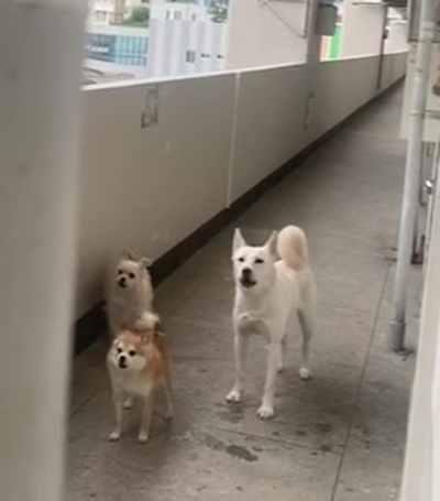 부산의 한 아파트에서 목줄과 입마개도 없이 복도에 방치된 개들. 제보자 제공