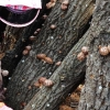 코로나 면역력에 원목재배한 ‘장흥 표고버섯’ 탁월