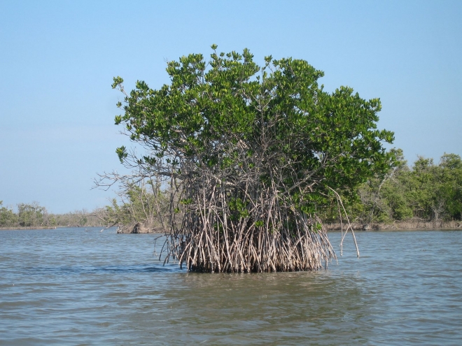 맹그로브 나무 2050년 지구상에서 사라진다