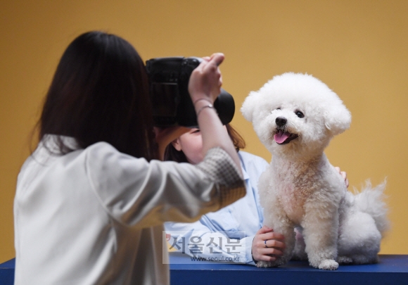 리코가 경기 수원 소재 반려동물 전문 보크스튜디오에서 사진사의 카메라를 쳐다보며 미소를 짓고 있다.