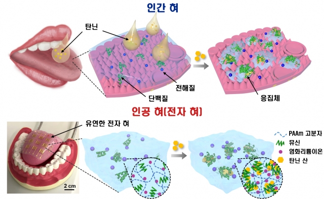 인간 혀와 전자 혀의 떫은 맛 인식 원리