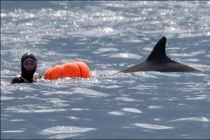 해녀와 돌고래 제주 바다 공생 꿈이 아닙니다