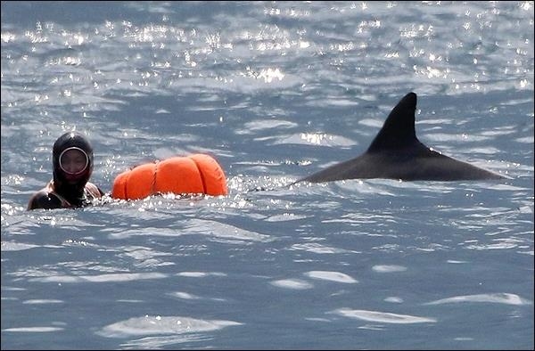 물질을 하는 제주 해녀들 주위로 남방돌고래가 접근하는 모습. 해양환경단체 핫핑크돌핀스는 음파부착장치를 활용해 해녀와 돌고래가 공존할 수 있는지를 알아보는 실험을 진행하고 있다. 핫핑크돌핀스 제공
