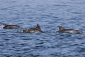 천연기념물이 돼주렴… 천년 동안 같이 해주렴