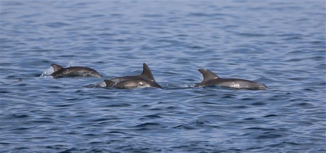 제주 서귀포시 대정읍 앞바다를 유영 중인 남방돌고래. 제주 연안에서 상대적으로 해양 생태계가 우수한 대정읍 앞바다에 남방돌고래가 자주 출몰한다. 핫핑크돌핀스 제공