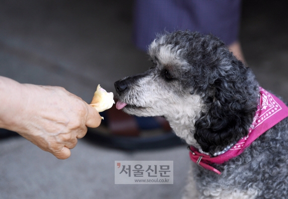 서울에 올해 첫 폭염특보가 내린 9일 서울 여의도 한강공원에서 한 시민이 반려견에게 아이스크림을 나눠주고 있다. 2020. 6. 9  박윤슬 기자 seul@seoul.co.kr