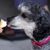 [서울포토] 강아지 피서법 ‘아이스크림 먹고 폭염 이겨내요’