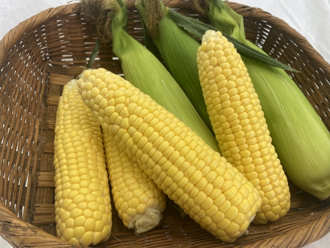 6월 한달만 맛볼수 있는 제주 초당옥수수