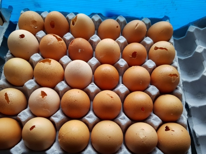 경기도 특별사법경찰단 단속에 적발된 깨진 계란