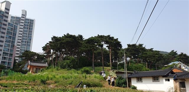 관촌수필의 배경이 된 부엉재와 왕소나무가 있던 자리에는 아파트가 들어서고, 소나무가 마구 베어진 까닭에 울창한 숲이 저렇게 변모했다.