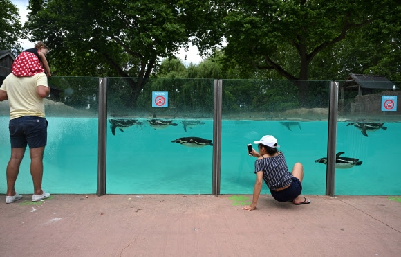 15일(현지시간) 영국 런던의 리젠트 파크에 위치한 ‘런던 동물원’에서 펭귄들이 물속을 헤엄치고 있다.  EPA 연합뉴스