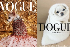 최신 트렌드, 보그(Vogue) 말고 ‘도그(Dogue)’