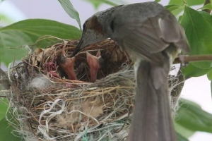 공사 중 발견한 새알 3개…헌재 “아기새 위해 공사 중단”