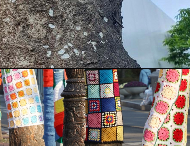 ▲ (사진 위)털실옷을 벗겨낸 안양예술공원 느티나무 가로수에서 유충집 흔적이 대거 발견돼 논란이 일고 있다. (아래)도시미관을 조성한다며 오색빛깔 털실 옷으로 감싼 안양예술공원 가로수. 도시미관뿐만 아니라 환경보호에도 부적합하다는 지적이 나오고 있다. 안양시의회 제공