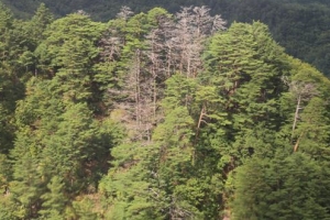 10년째 말라죽는 ‘울진 금강송’ 병명도 몰라