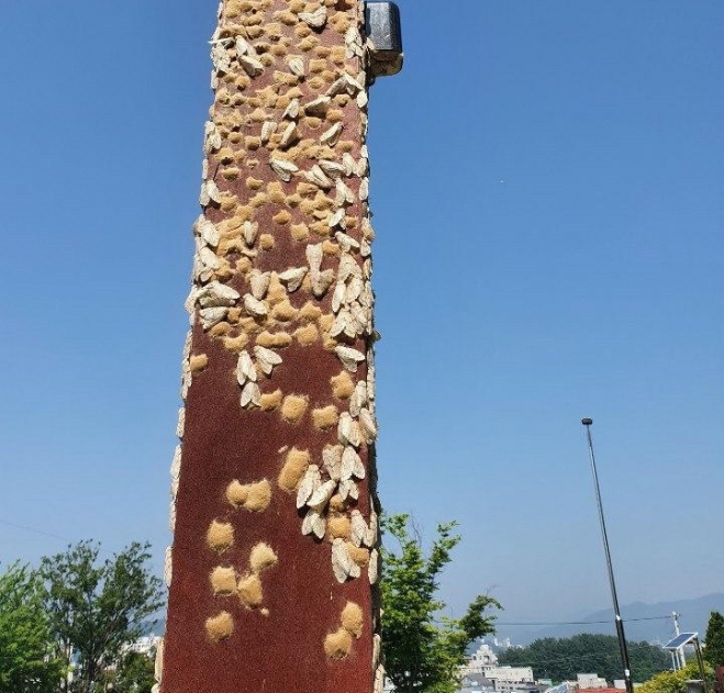 청전동 시민공원 철제 기둥에 달라붙은 매미나방과 매미나방이 낳은 알집.  제천시 제공
