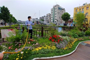 ‘구청장 아저씨’의 성북천 사랑 “코로나 블루, 꽃 보며 날려봐요”