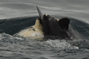 ‘돌고래의 모성애’...죽은 새끼 업고 다니는 남방큰돌고래 포착