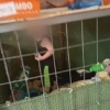 개 우리에 갇혀 지낸 美 18개월 아기 구출…뱀·쥐 우글거려
