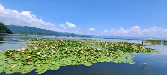 호수 뒤덮은 연꽃, 은은한 ‘여름 향기’ 
