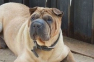 지드래곤 반려견 방치 논란...“발톱 긴 가호, 실종된 졸리”