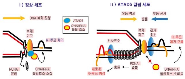 DNA 복제 과정에서 ATAD5 단백질의 R-루프 조절 메커니즘
