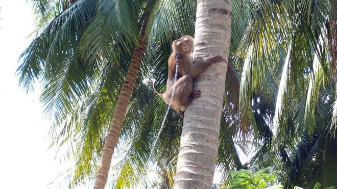 이 사진은 기사에 등장하는 농장주에 고용된 노예 원숭이에 훨씬 가까워 보인다. 목에 사슬이 채워져 연결돼 있다. 영국 BBC 홈페이지 캡처