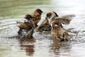 더위 식히는 참새들