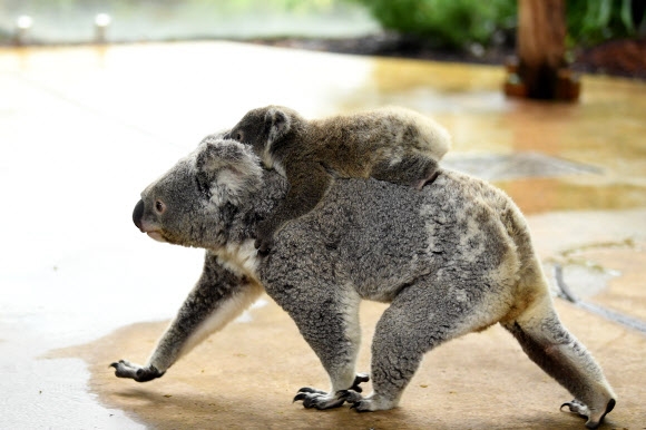생후 8개월 된 새끼 코알라 재스퍼가 8일(현지시간) 호주 시드니의 ‘와일드 라이프 시드니 동물원’에서 엄마 코알라 넛시에게 매달려 있다. EPA 연합뉴스