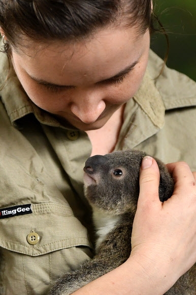 8일(현지시간) 호주 시드니의 ‘와일드 라이프 시드니 동물원’에서 사육사 르네 하웰이 8개월 된 새끼 코알라 재스퍼의 체중을 재기 전 안고 있다. EPA 연합뉴스