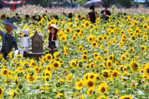 해바라기로 ‘코로나 블루’ 싹~