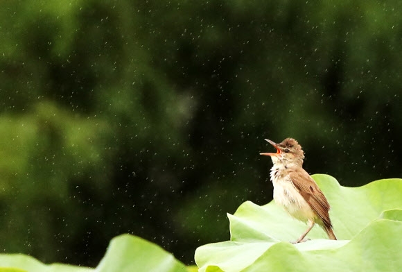 [포토] 비 맞으며 노래하는 개개비