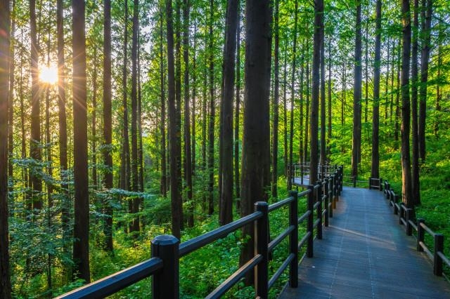 서울 서대문구 안산 자락길의 모습.  서대문구 제공