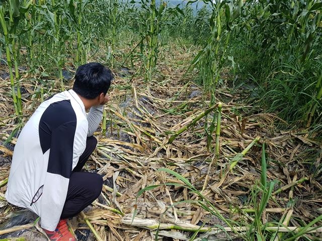 진천군 초평면에서 농사를 짓는 A씨가 멧돼지들이 쑥대밭을 만들어 놓은 옥수수밭을 근심 어린 눈빛으로 바라보고 있다.