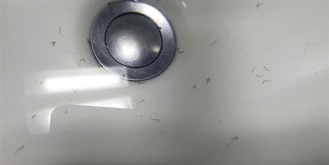 15일 오전 4시쯤 인천시 부평구 갈산동의 한 아파트 수돗물에서 유충이 대량으로 발견됐다. 2020.7.15 독자제공=뉴스1