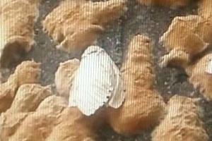 청계·관악산 매미나방 극성 민원 잇따라…과천시 끈끈이 설치 등 방제 강화