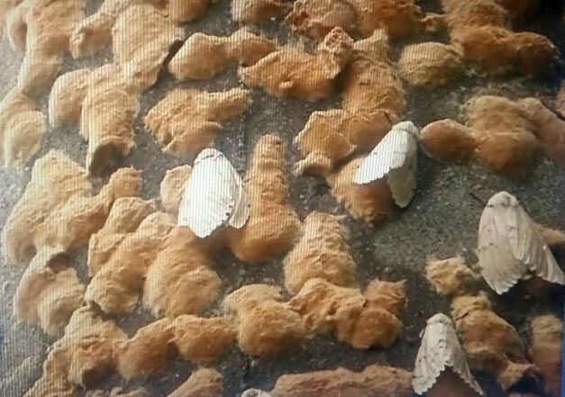 매미나방 알과 유충. YTN 영상 갈무리 