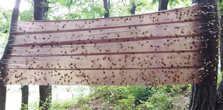 과천시는 청계, 관악산에 두 곳 등산로에 끈끈이를 설치하는 등 매미나방 방제 강화에 나섰다. 과천시 제공 