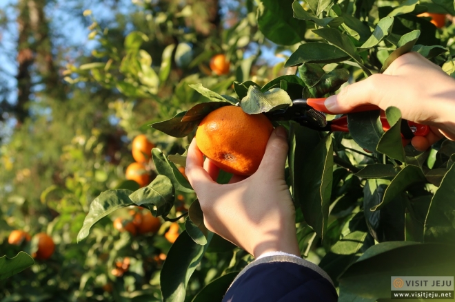 제주감귤밭 (제주관광공사)