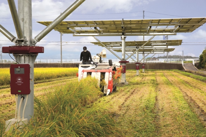 파루가 일본 카이치에 설치한 150㎾ 영농형태양광 발전소의 추수 모습