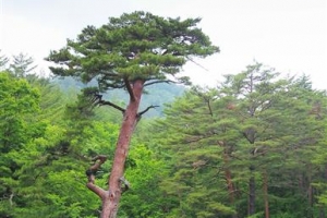 국격 vs 생존권… 울진 금강송 숲 세계유산 ‘딜레마’