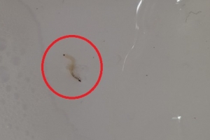 [단독] 파주 운정 아파트에서도 유충 2마리 ‘꿈틀’