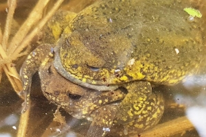 군포시, 맹꽁이 등 5개 동식물 초막골 대표 깃대종 선정