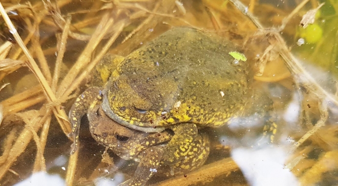 안양 관양고 일원 웅덩이에서 발견한 맹꽁이 짝짓기 하는 모습. 이곳에서 발견된 맹꽁이는 개채수 150마리로 추정된다. 안양군포의왕환경운동연합 제공
